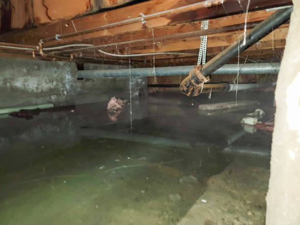 Best Water damage restoration experts  in Ridgeway, AK
